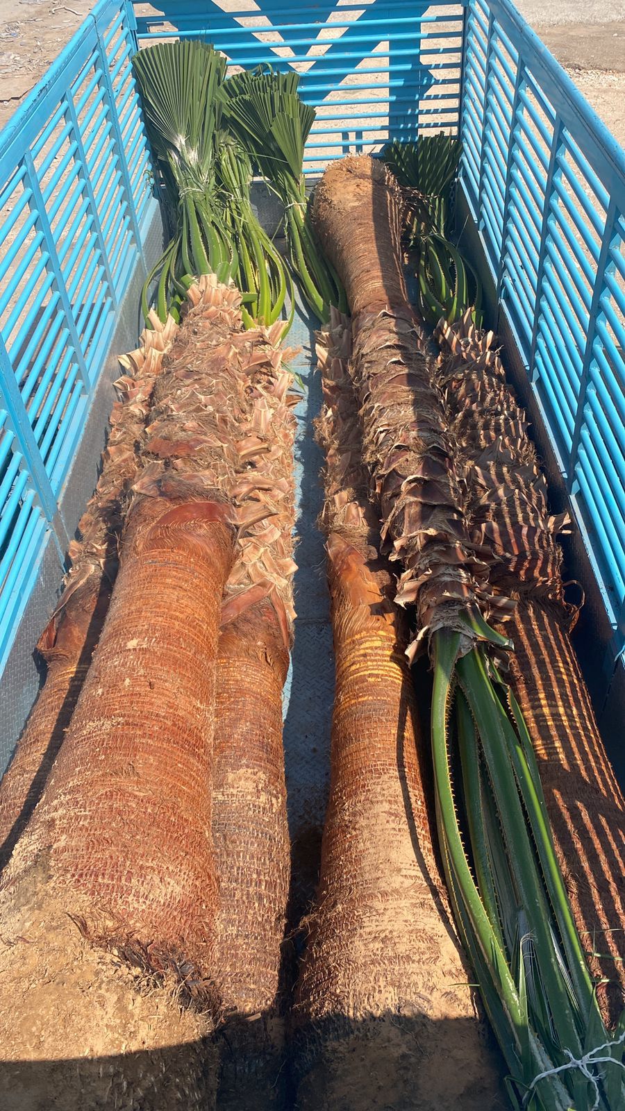 نخل واشنطونيا زينه امريكي