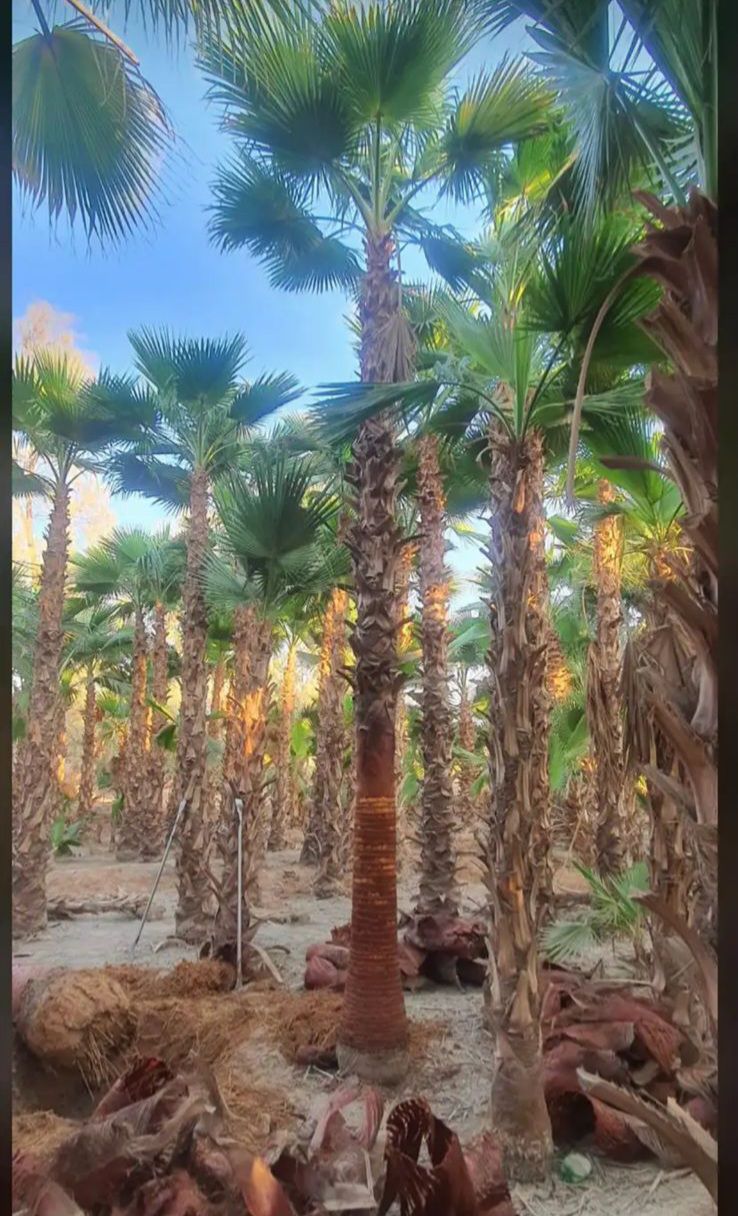 نخل واشنطونيا زينه امريكي