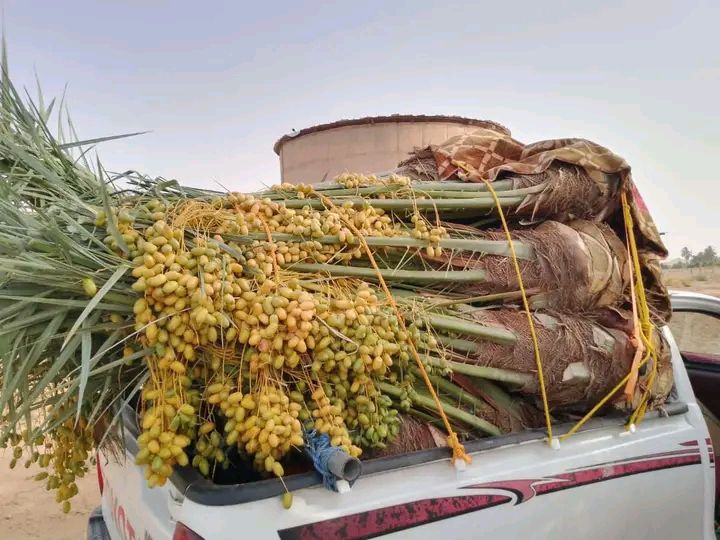 نخل للبيع بجميع انواعه ومقاساته نخل عربي مثمر ونخل