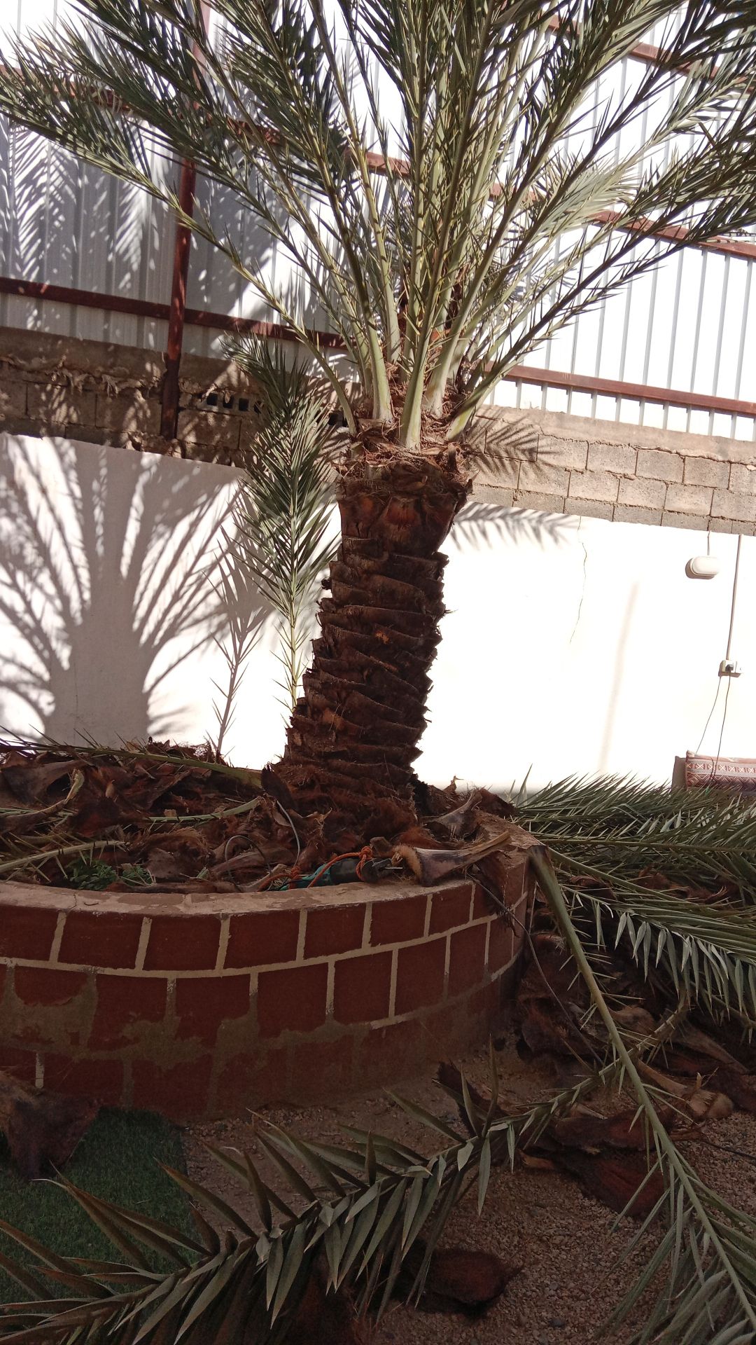 عمال نخل تكريب تفخاط