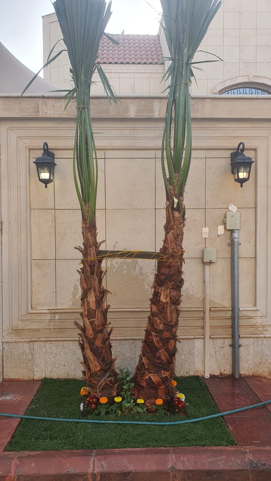 نخل واشنطونيا زينه امريكي