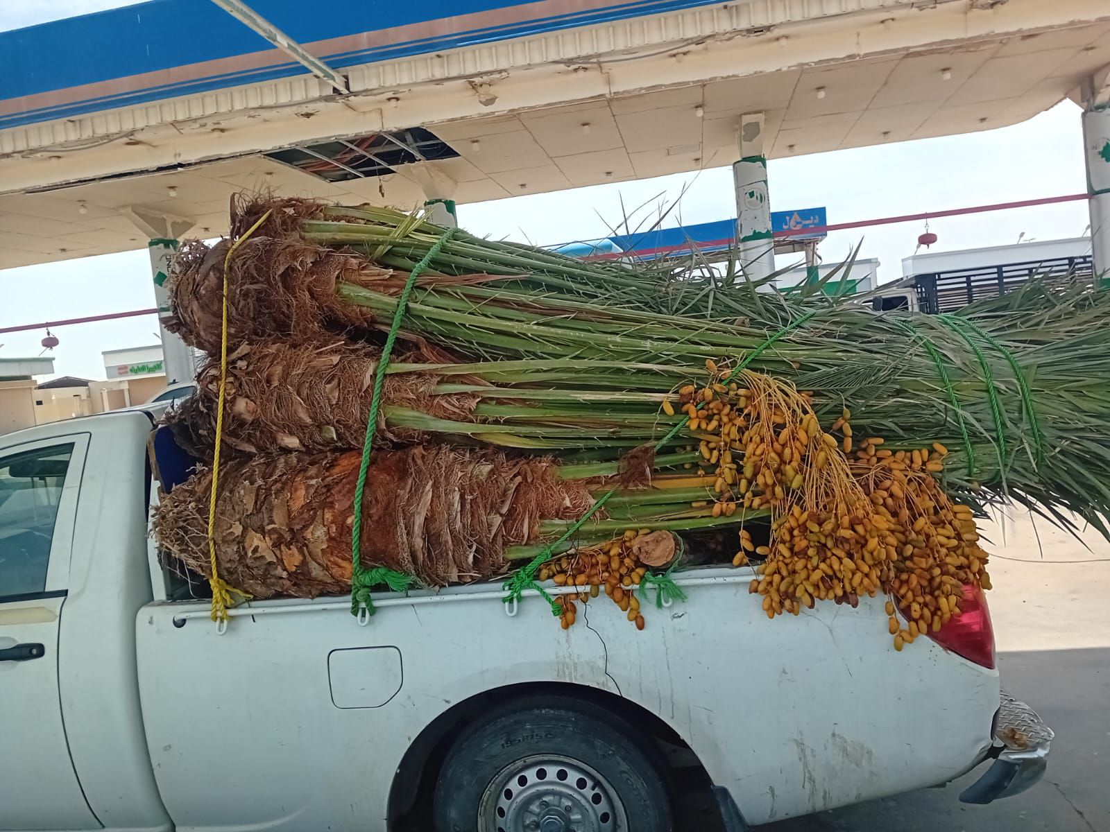 نخل للبيع بجميع انواعه ومقاساته نخل عربي مثمر ونخل