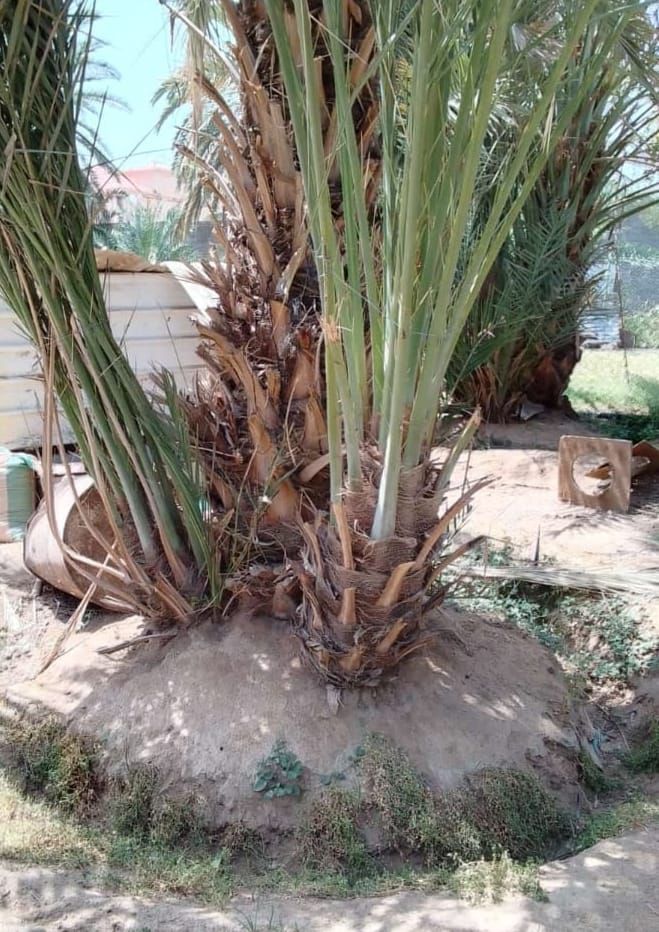 عمال نخل تكريب تفخاط