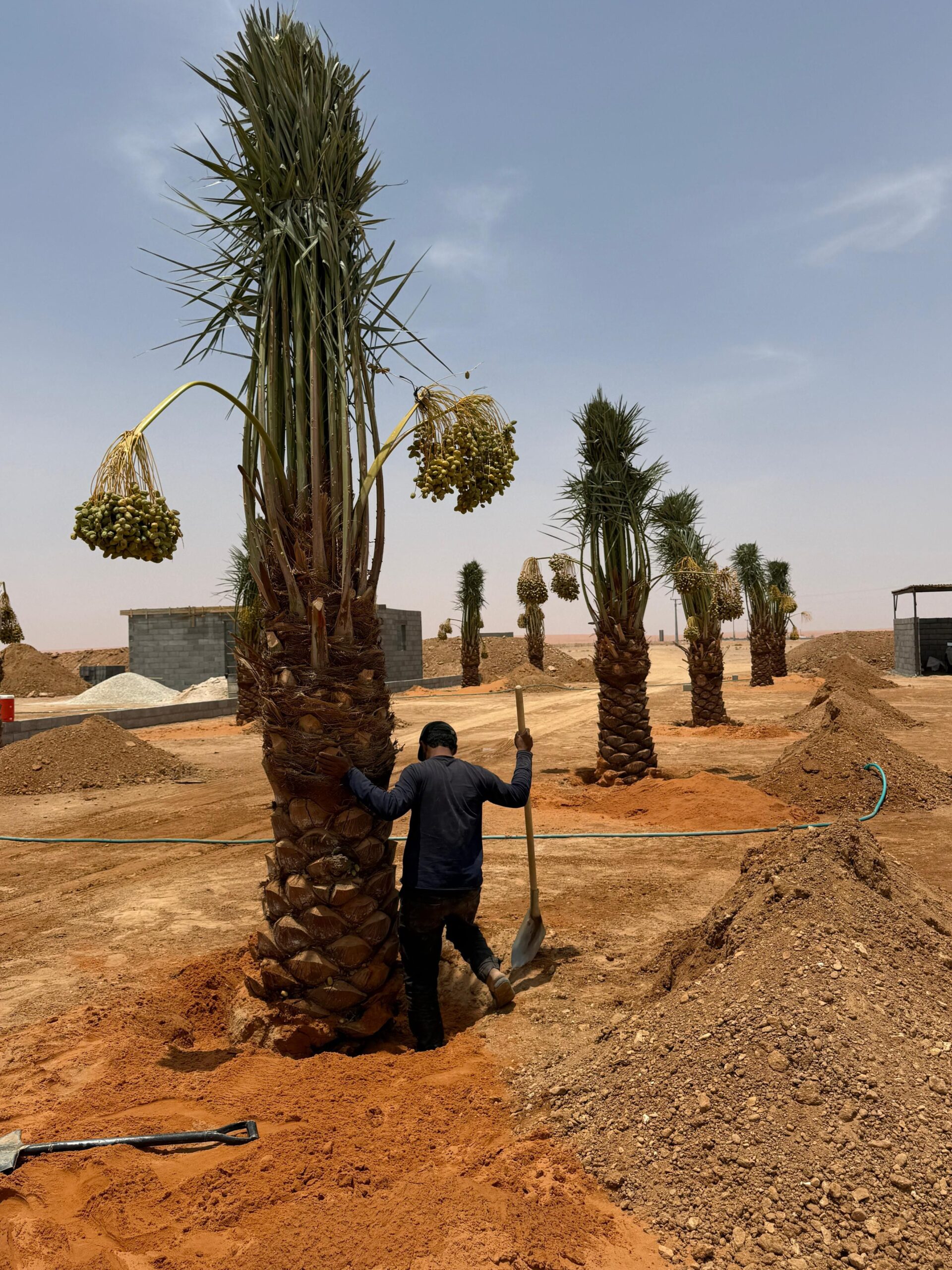 نخيل للبيع عربي مثمر وزينه واشنطني امريكي