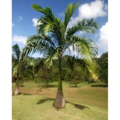 1c093430-6dd0-420f-b157-77953936372a