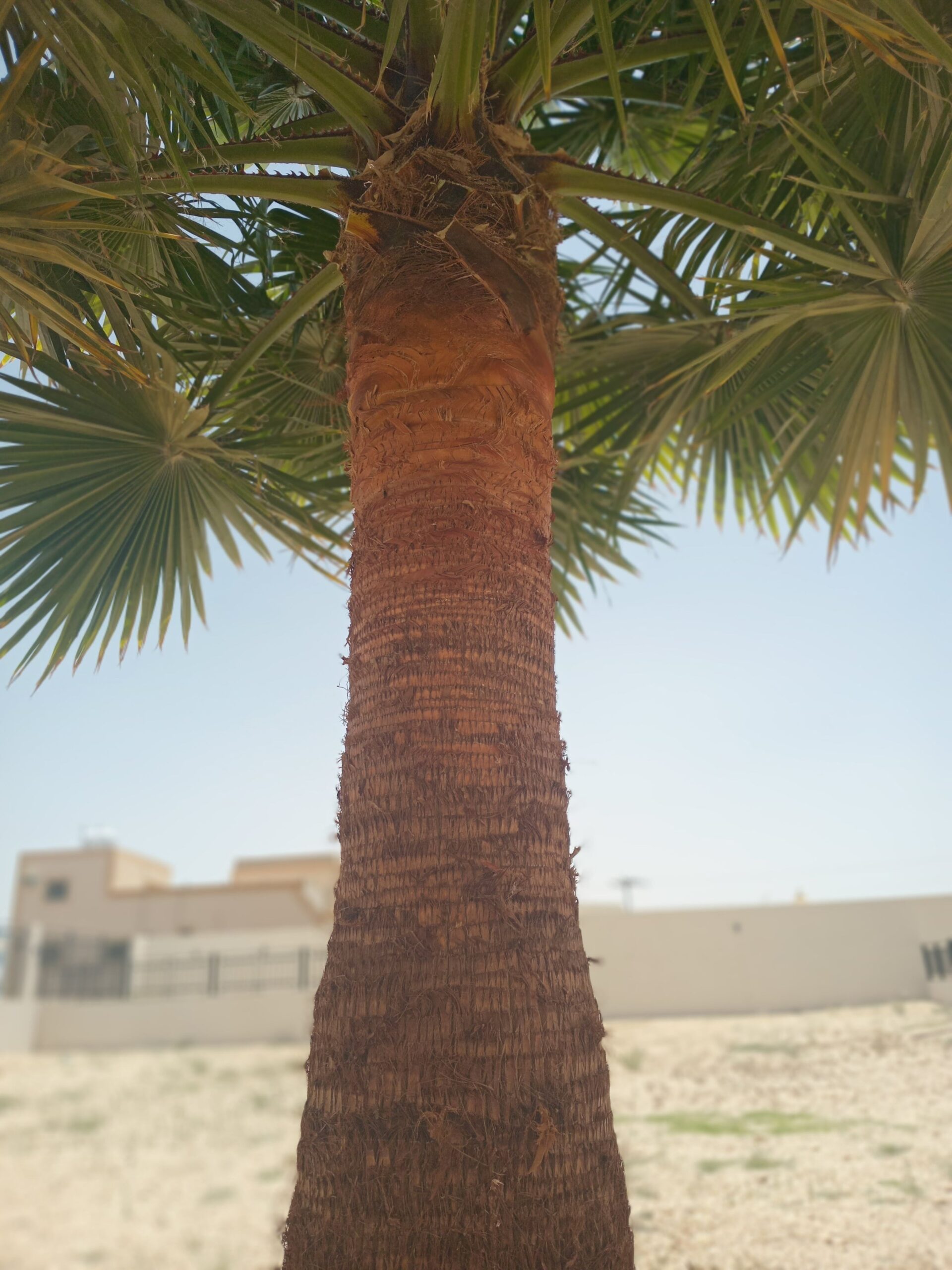 تكريب النخل وقص الأشجار وتزينهة