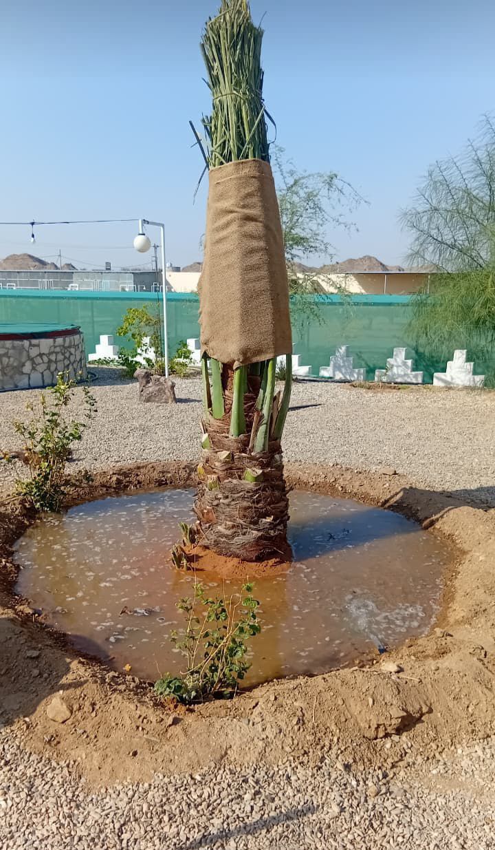 نخيل للبيع عربي مثمر وزينه واشنطني امريكي