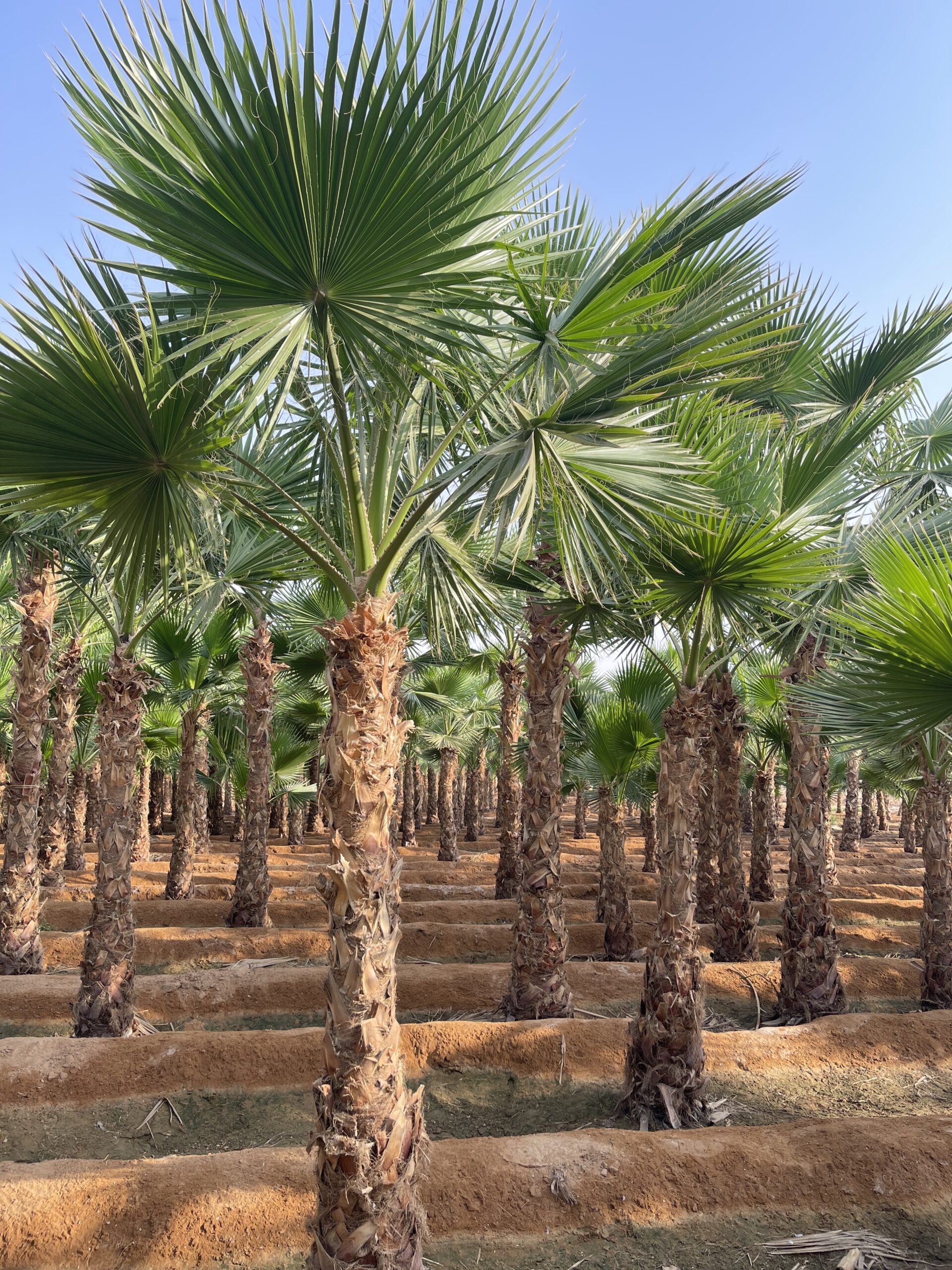 نخيل واشنطني زينه