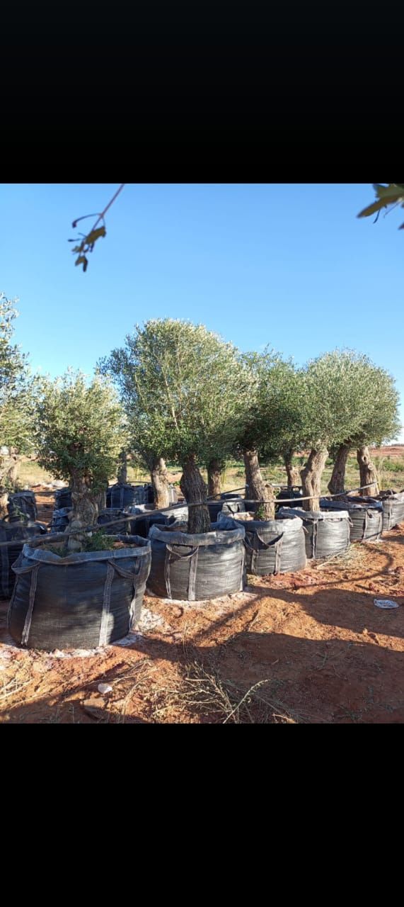 مقاول شبوك ونخيل