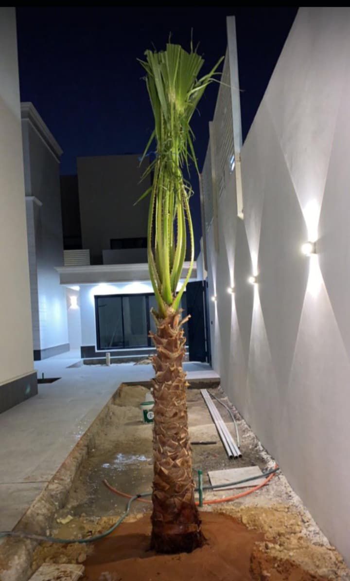 نخيل للبيع عربي مثمر وزينه واشنطني امريكي