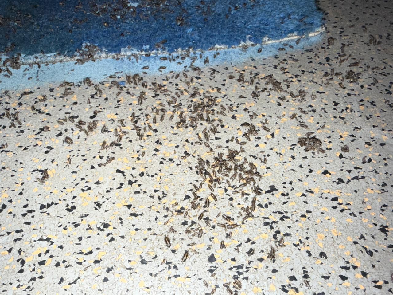 شركة مكافحة الصراصير والقضاء عليها