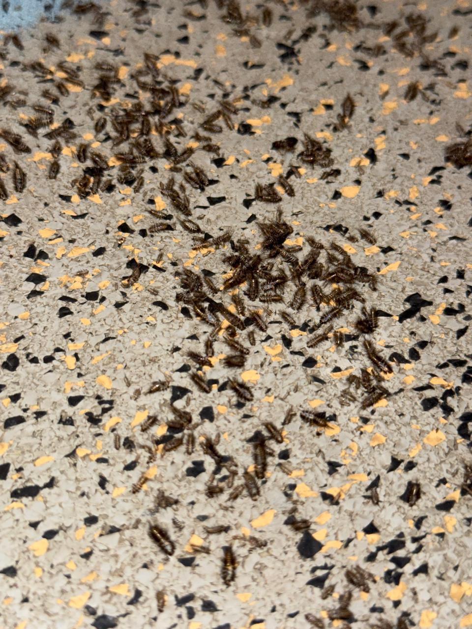 شركة مكافحة الصراصير والقضاء عليها