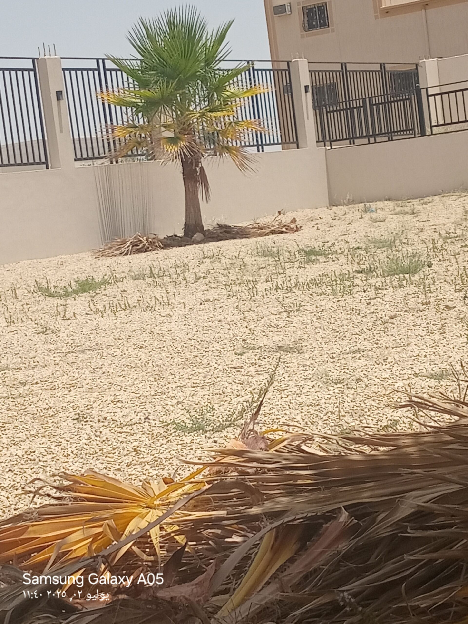 تكريب النخل وقص الأشجار وتزينهة