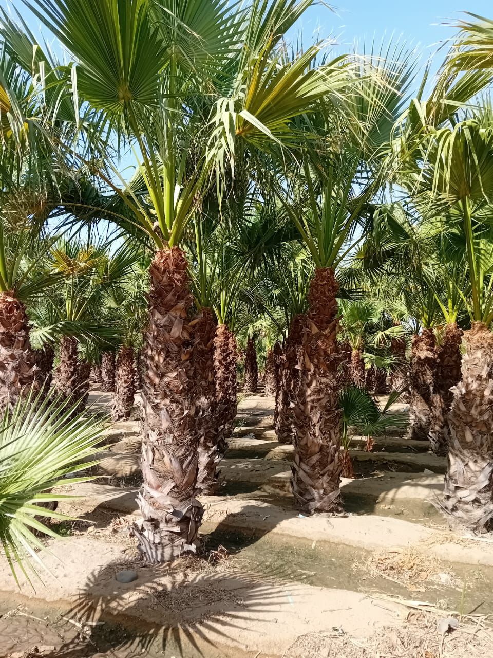 نخيل للبيع عربي مثمر وزينه واشنطني امريكي