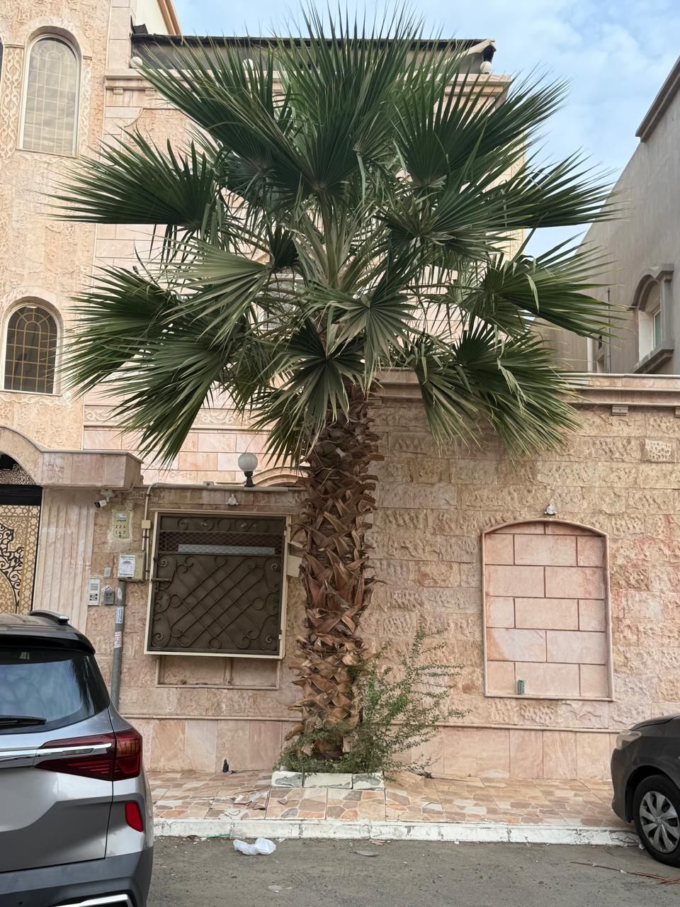 نخيل للبيع عربي مثمر وزينه واشنطني امريكي