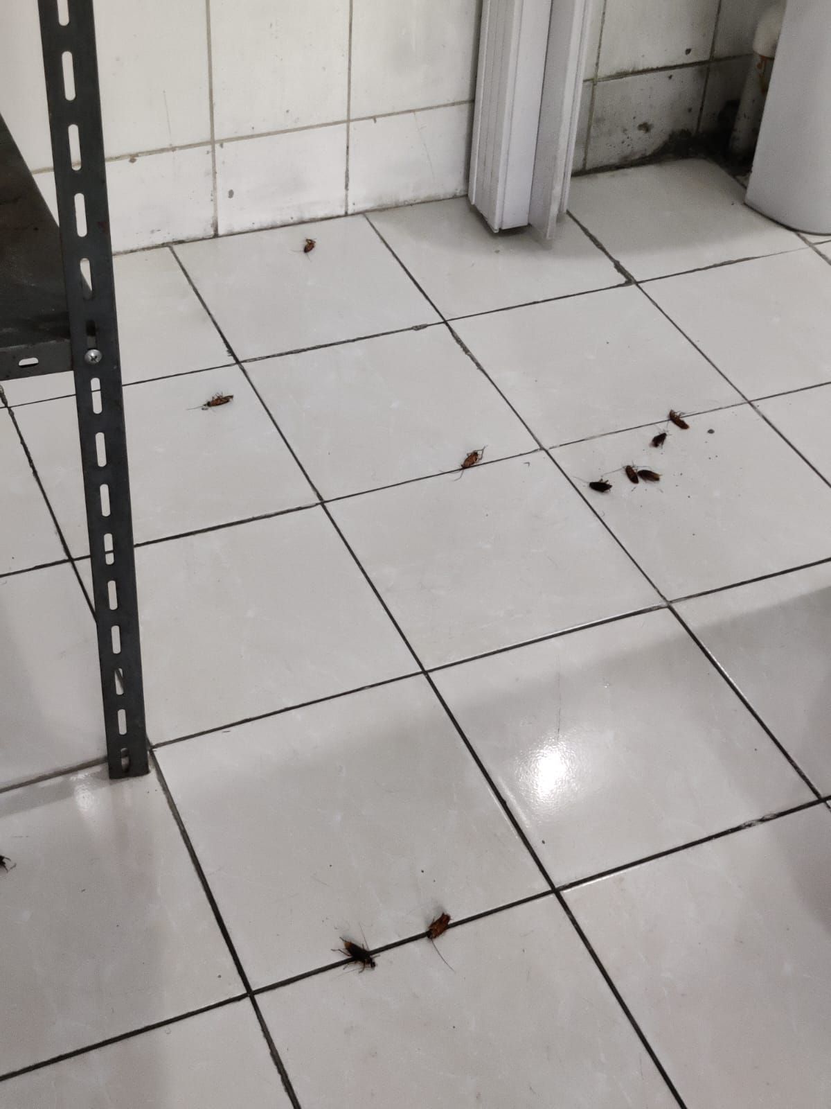 شركة مكافحة الصراصير والقضاء عليها