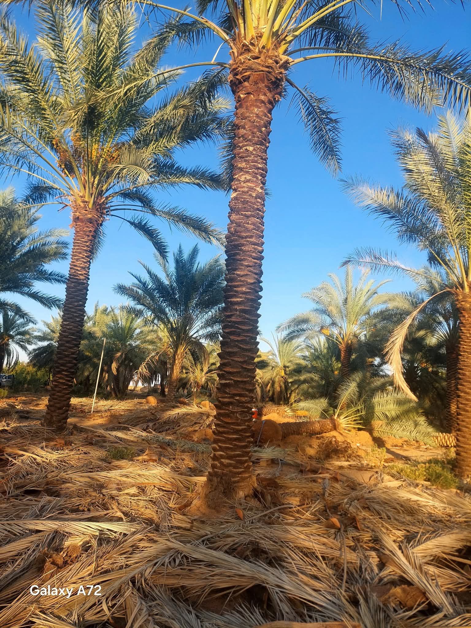 نخيل للبيع عربي مثمر وزينه واشنطني