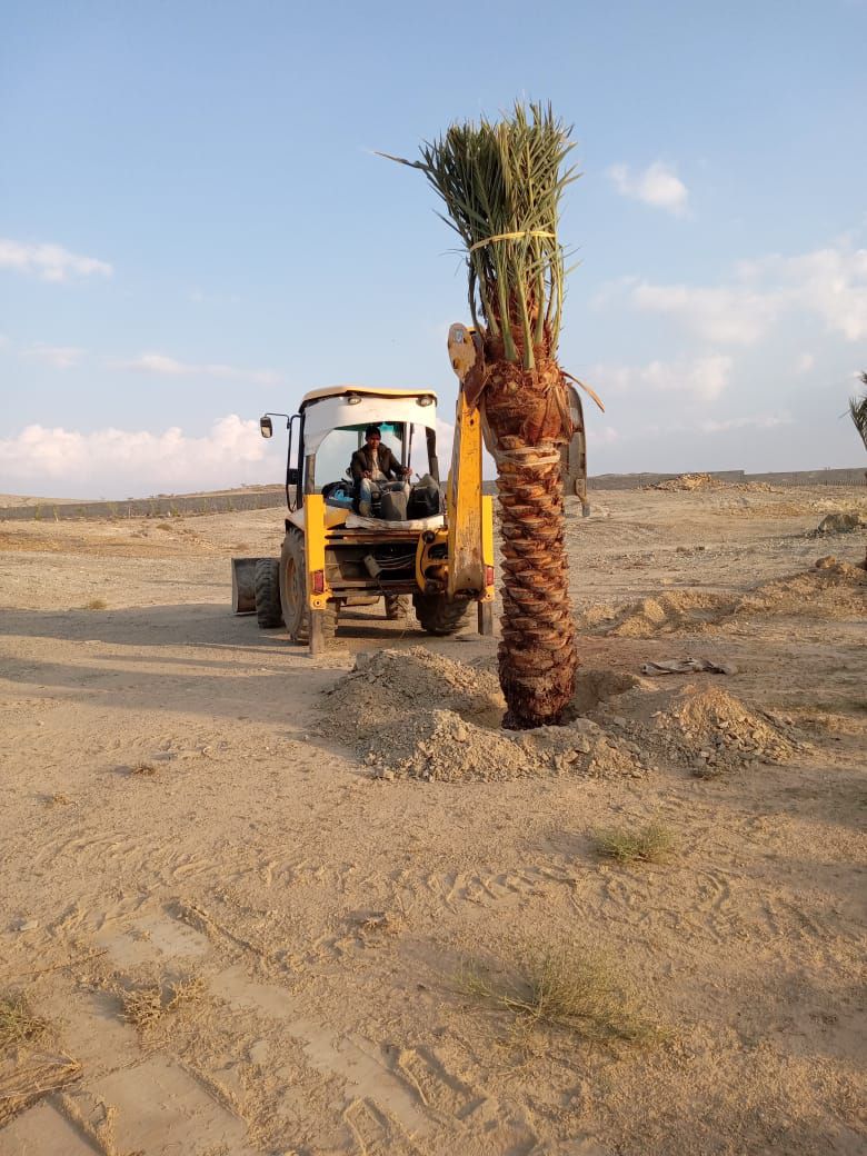 نخيل للبيع عربي مثمر وزينه واشنطني