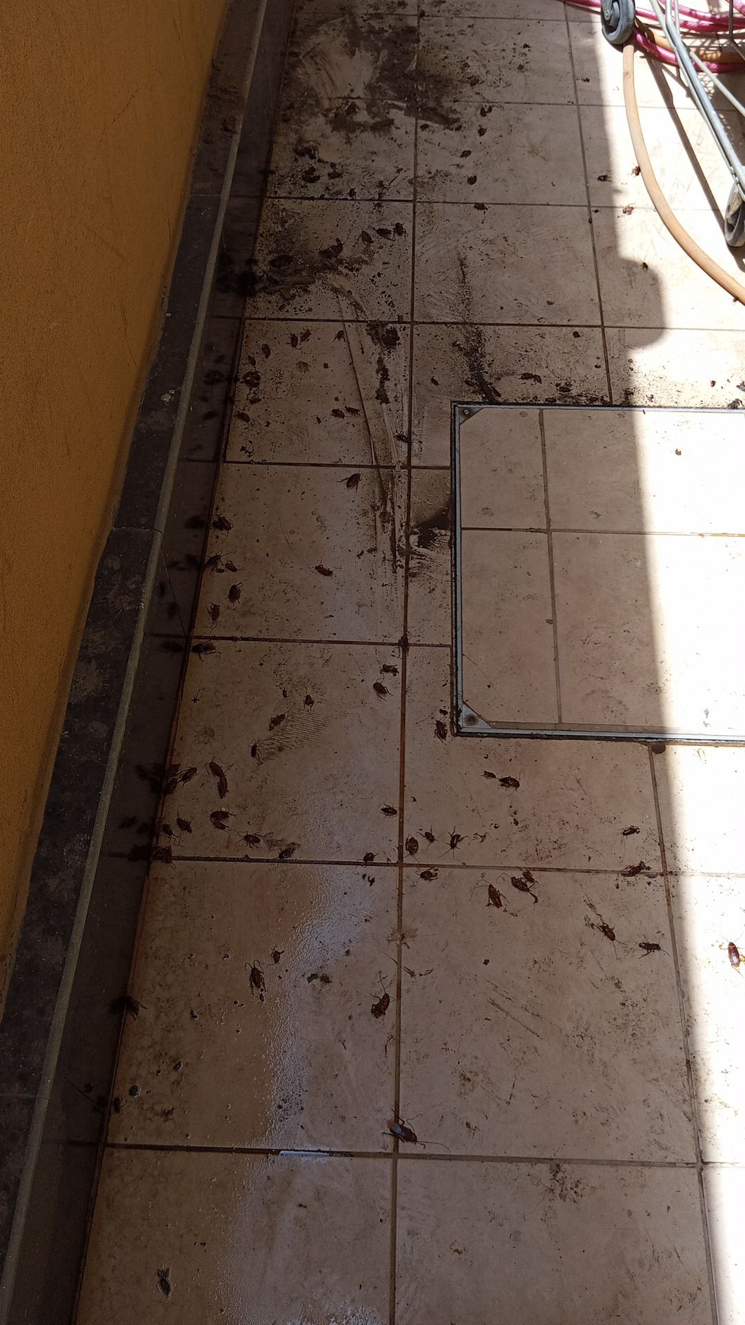 شركة مكافحة حشرات بجدة