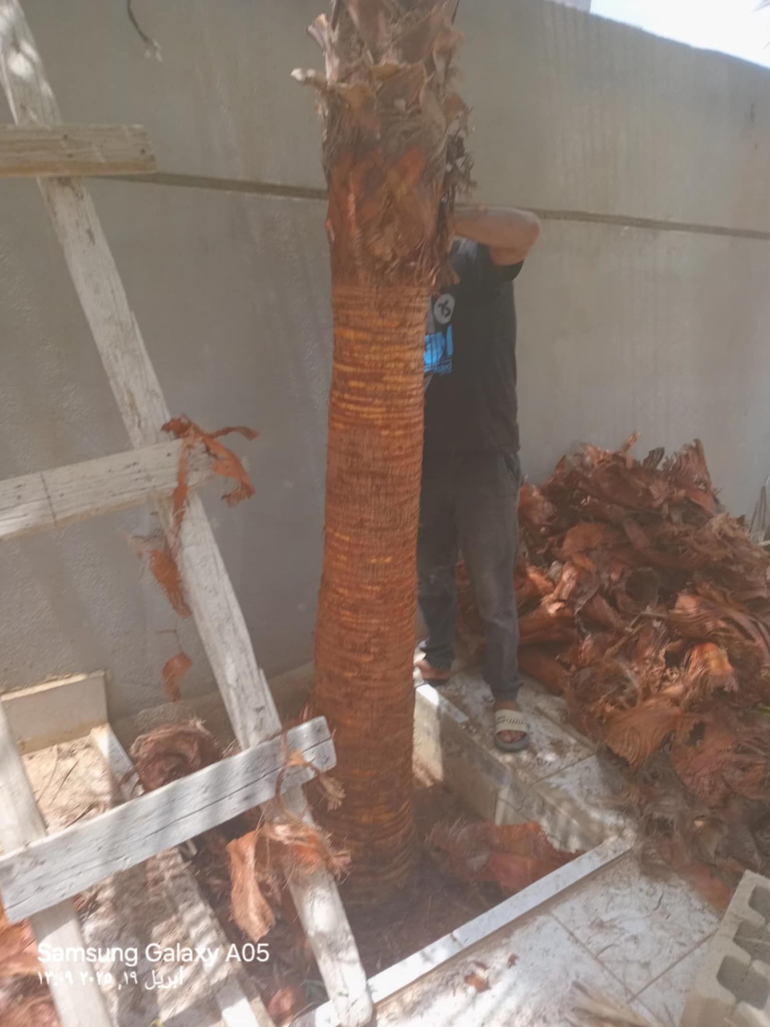 تكريب النخل والوشنطون