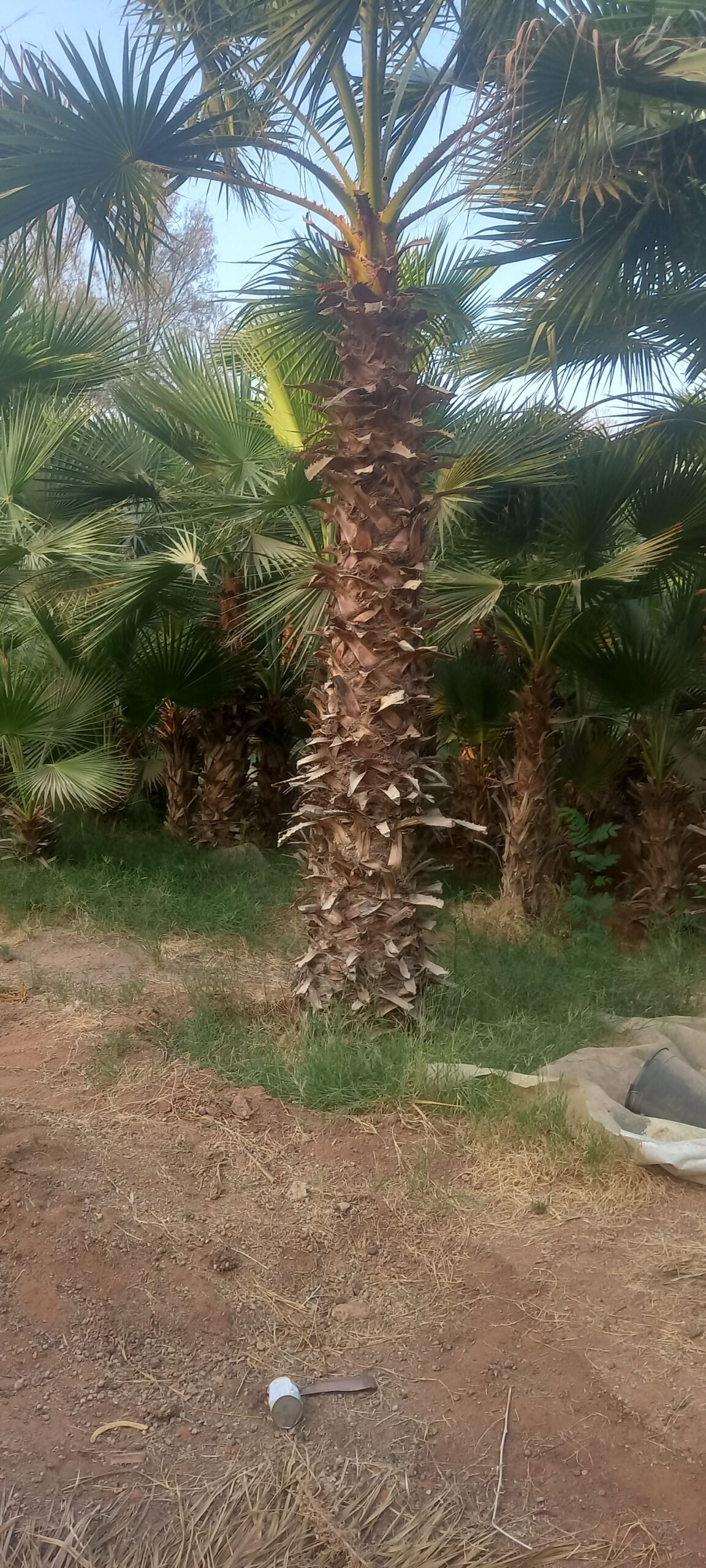 نخيل للبيع عربي مثمر وزينه واشنطني امريكي