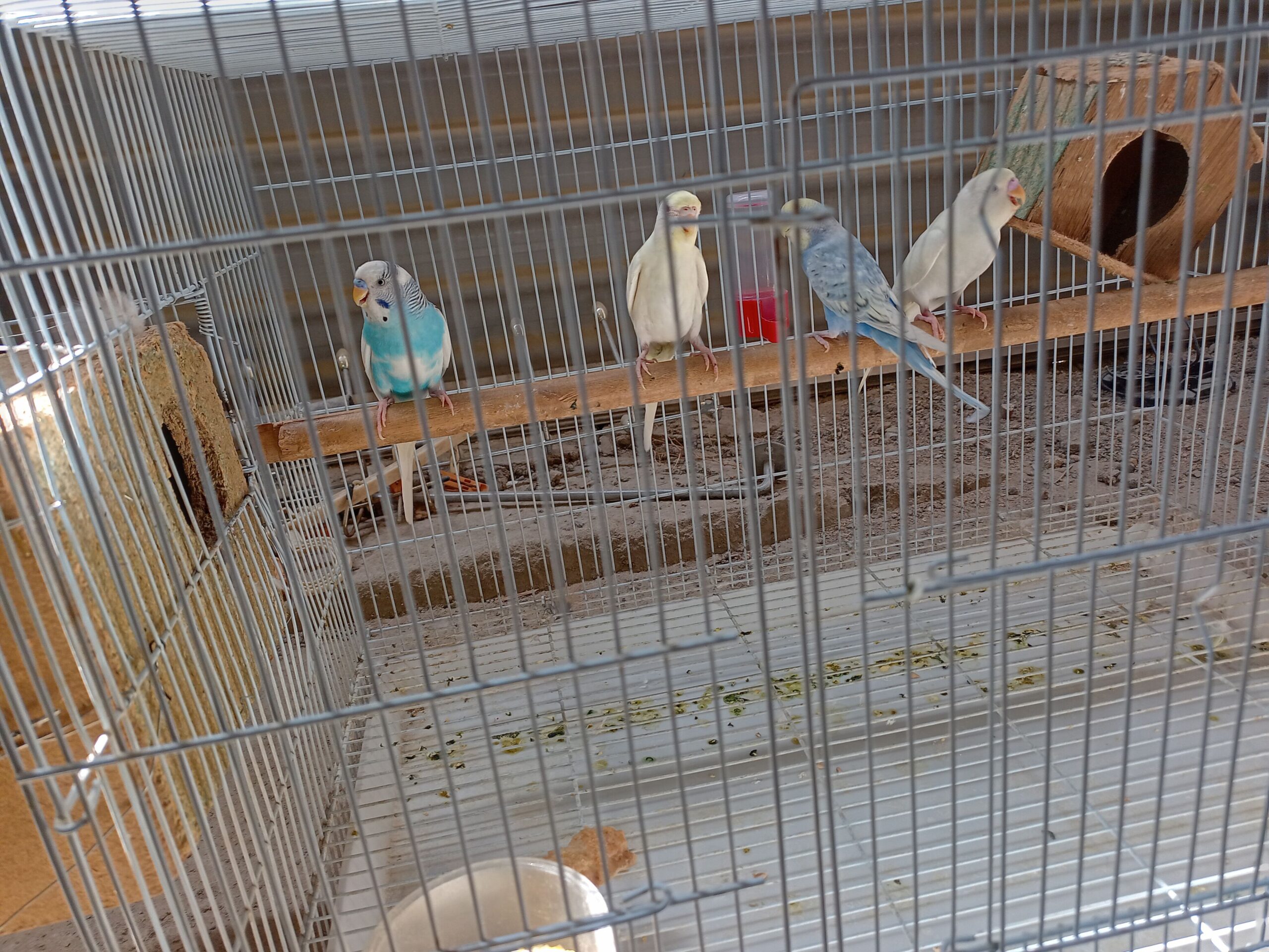 طيور و عصافير زينة طيور البادجي طيور الحب