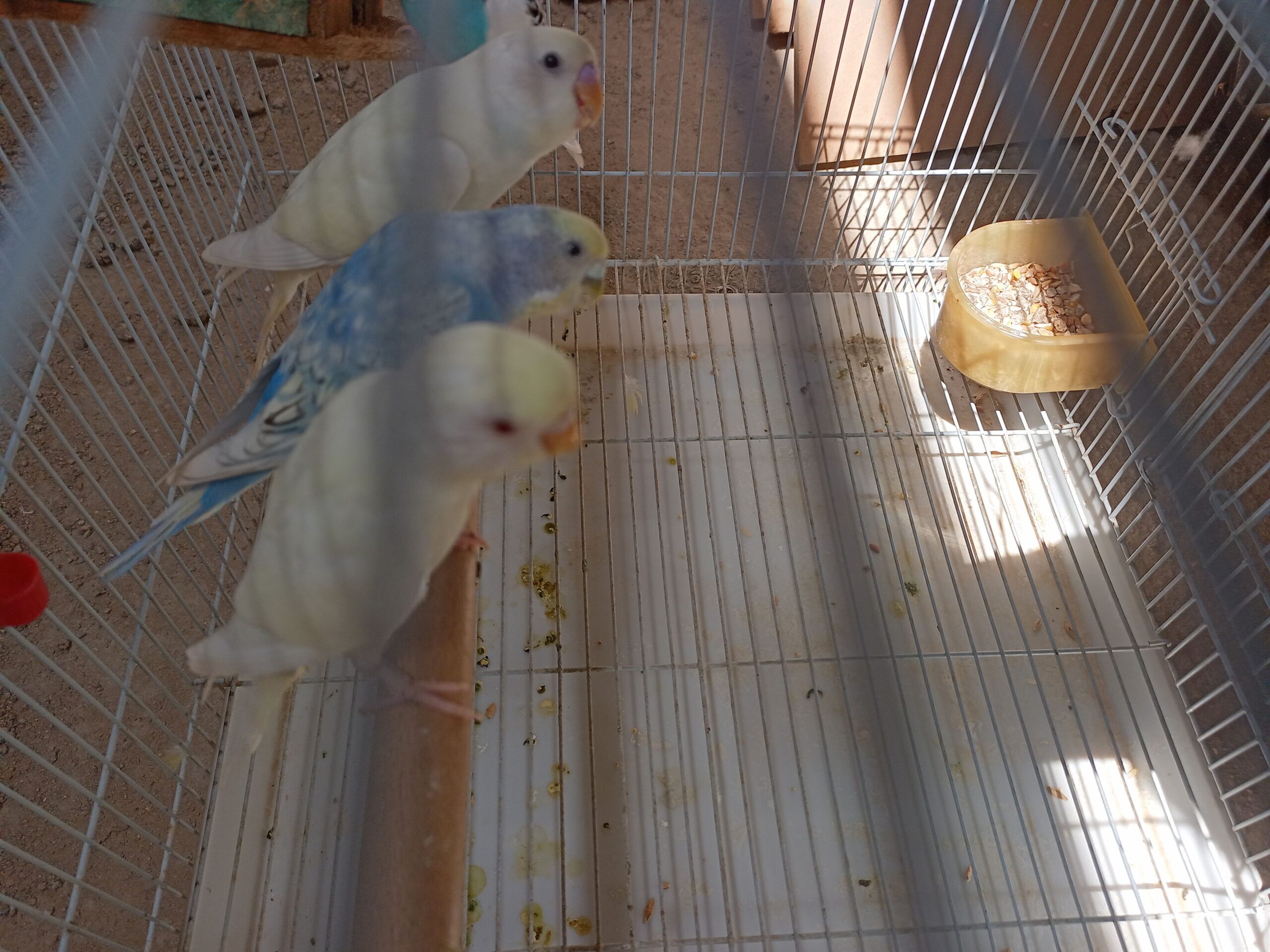 طيور و عصافير زينة طيور البادجي طيور الحب