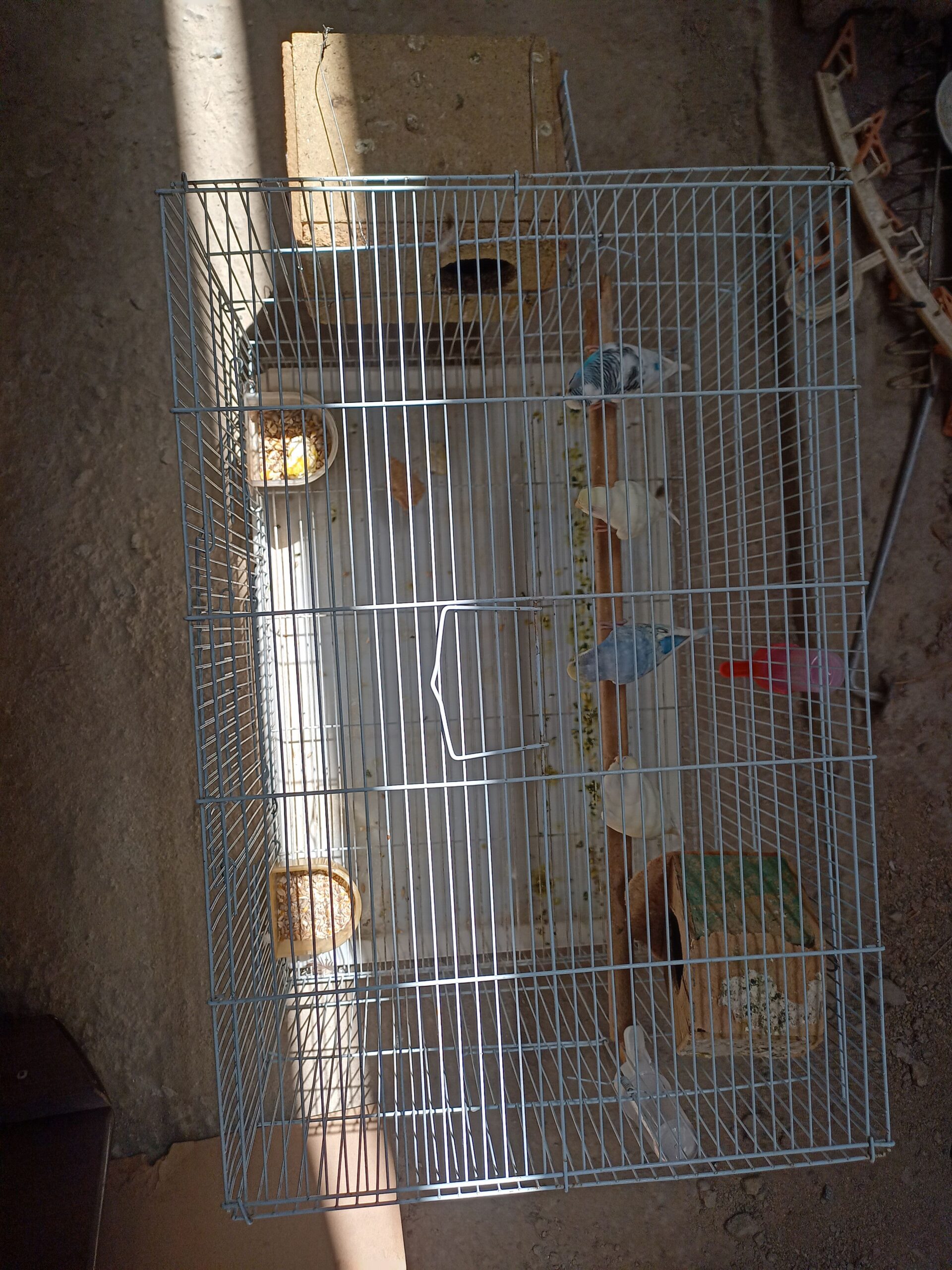 طيور و عصافير زينة طيور البادجي طيور الحب