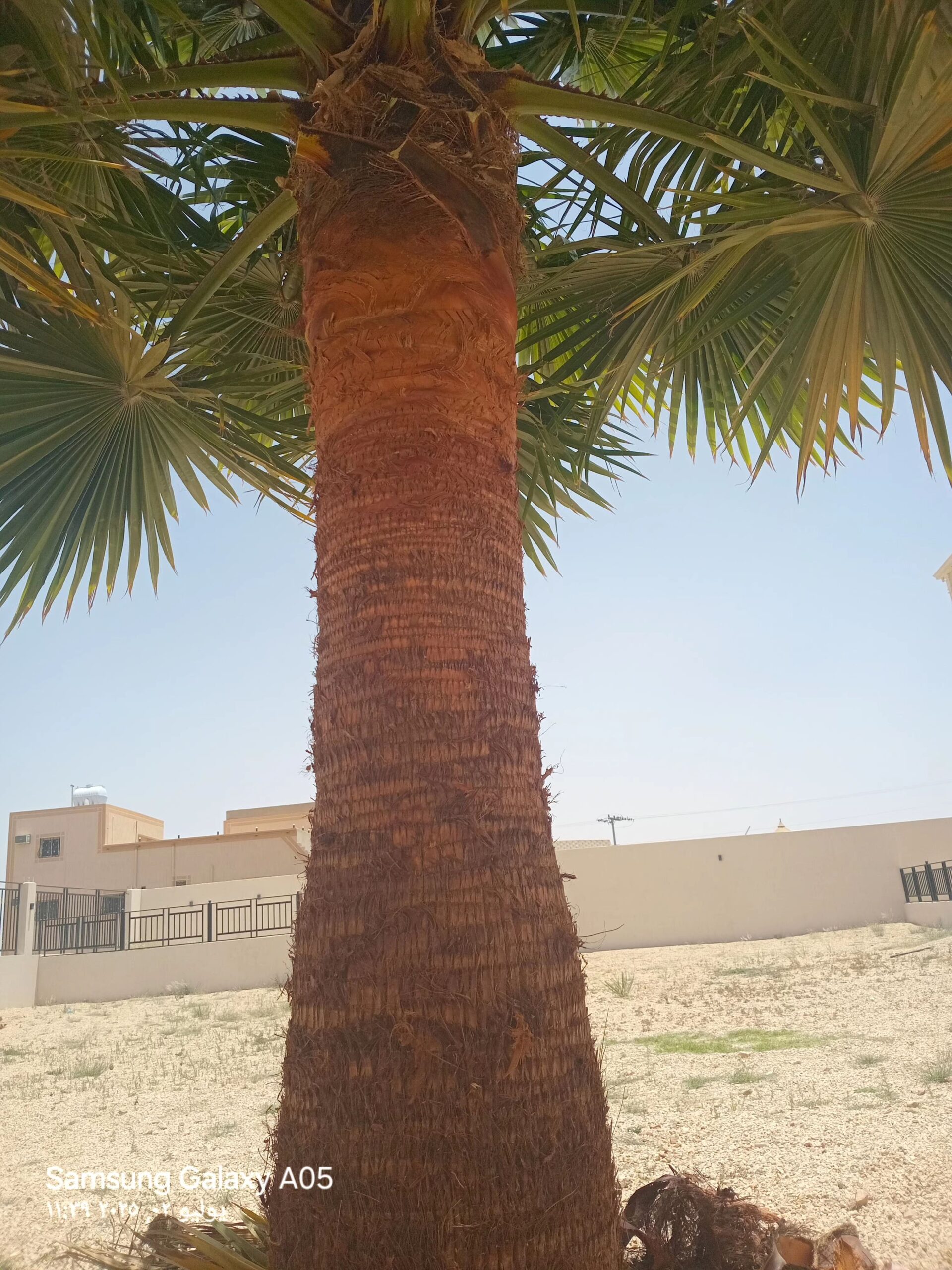 تكريب النخل وقص الأشجار