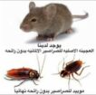 شركة مكافحة حشرات بجدة