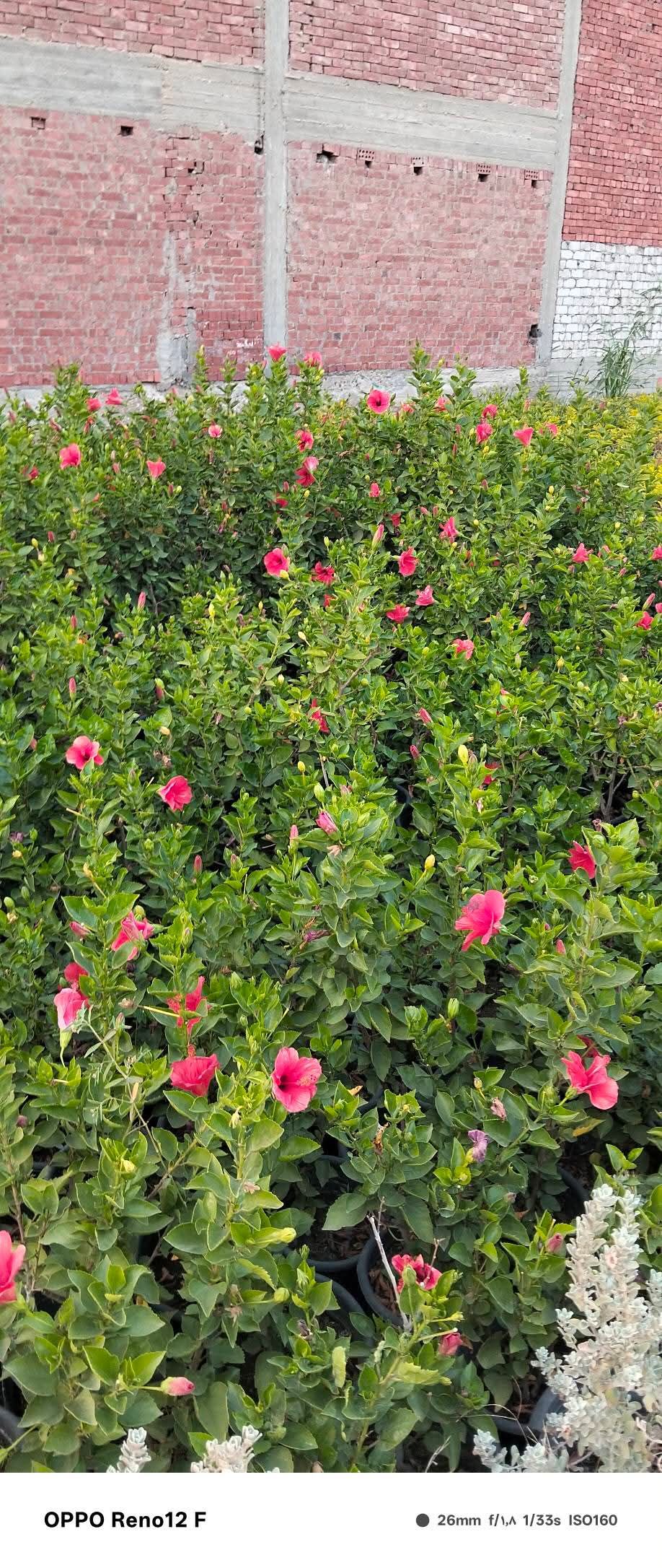 نخيل للبيع عربي مثمر وزينه واشنطني امريكي