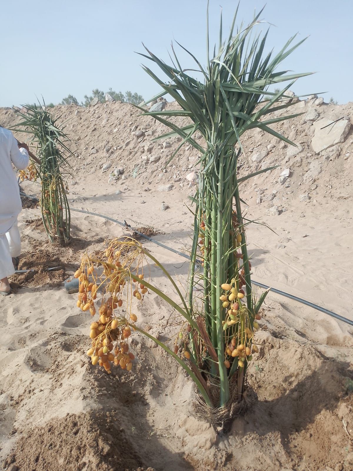 نخيل للبيع عربي مثمر وزينه واشنطني