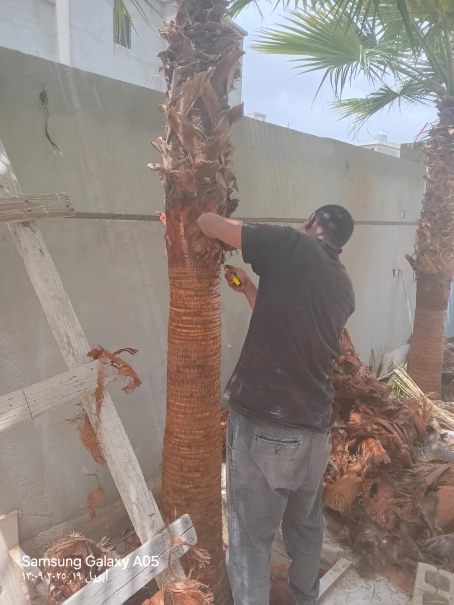 تكريب النخل والوشنطون