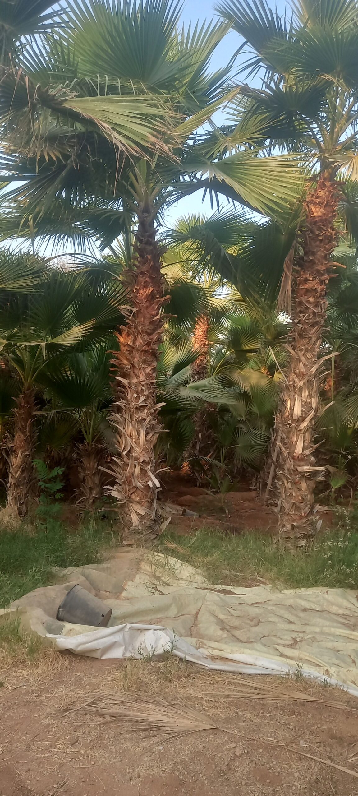 نخيل للبيع عربي مثمر وزينه واشنطني امريكي