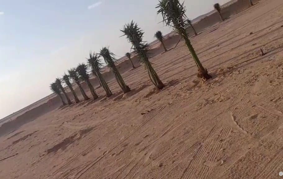 نخيل للبيع عربي مثمر وزينه واشنطني