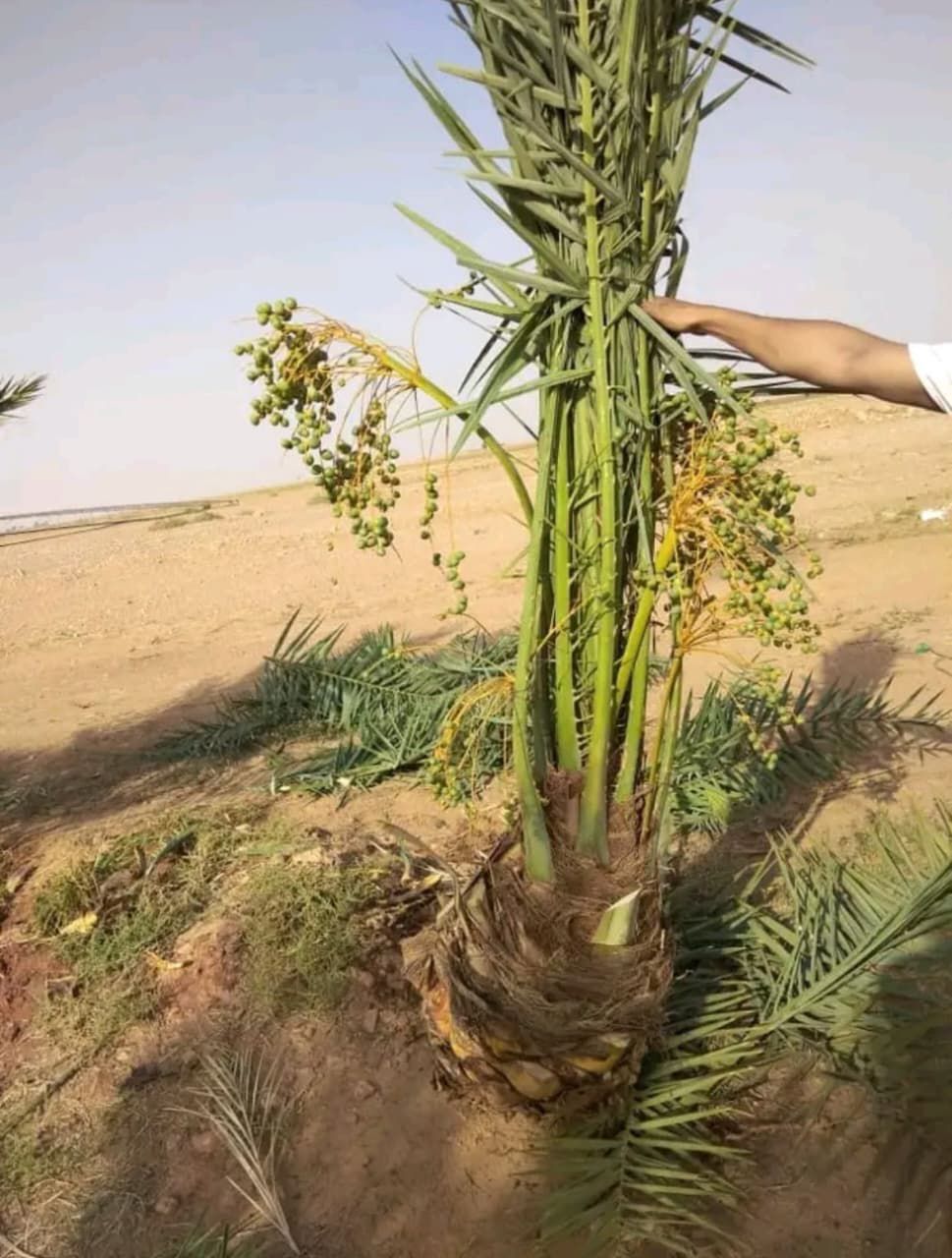 نخيل للبيع عربي مثمر وزينه واشنطني امريكي