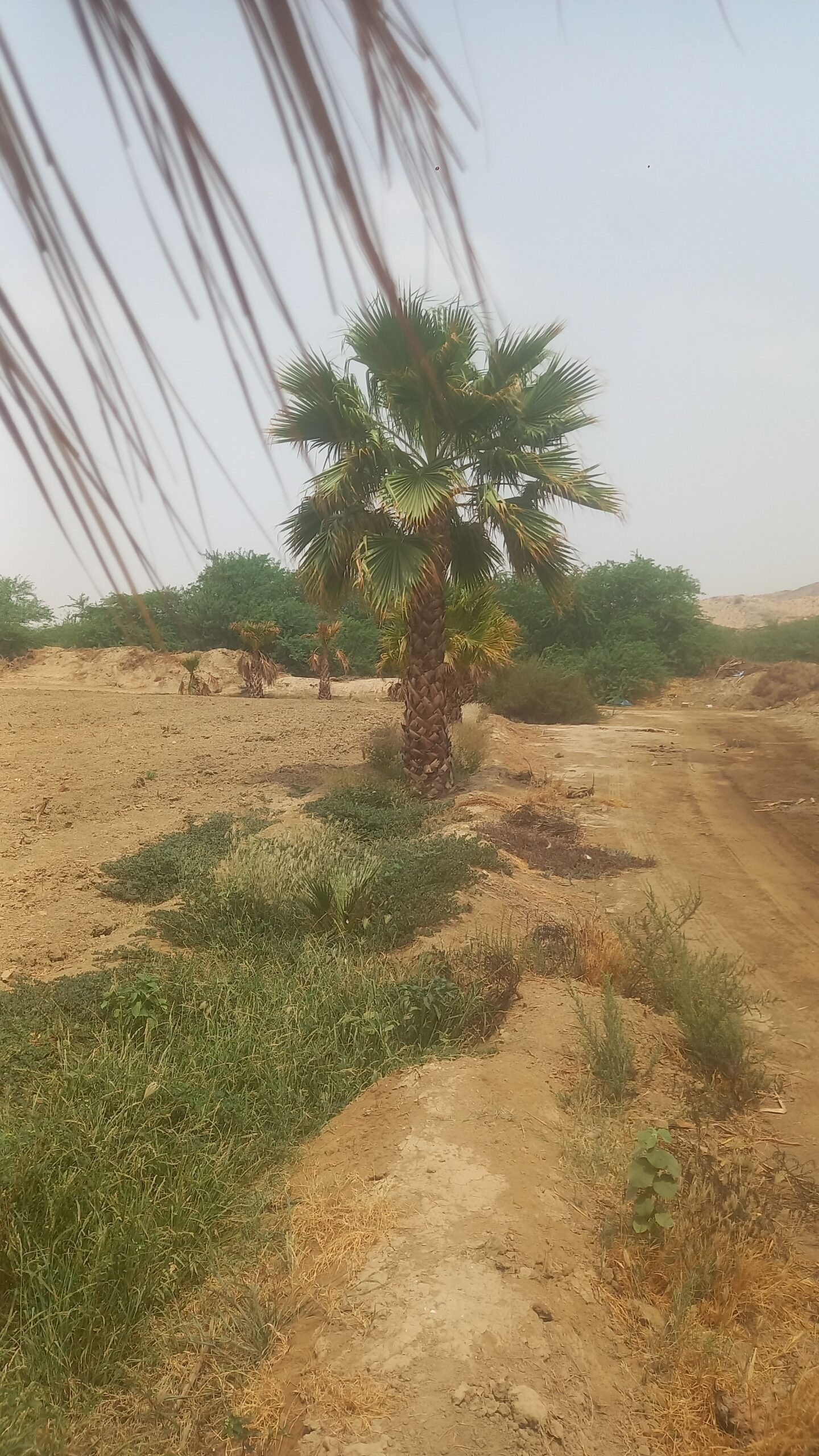 نخيل للبيع عربي مثمر وزينه واشنطني