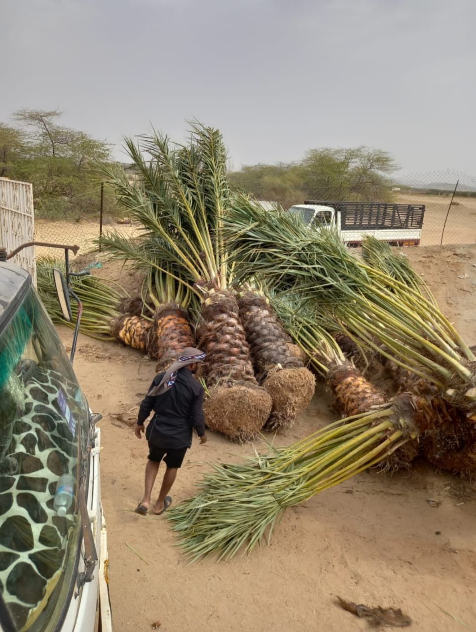 نخيل للبيع عربي مثمر وزينه واشنطني امريكي