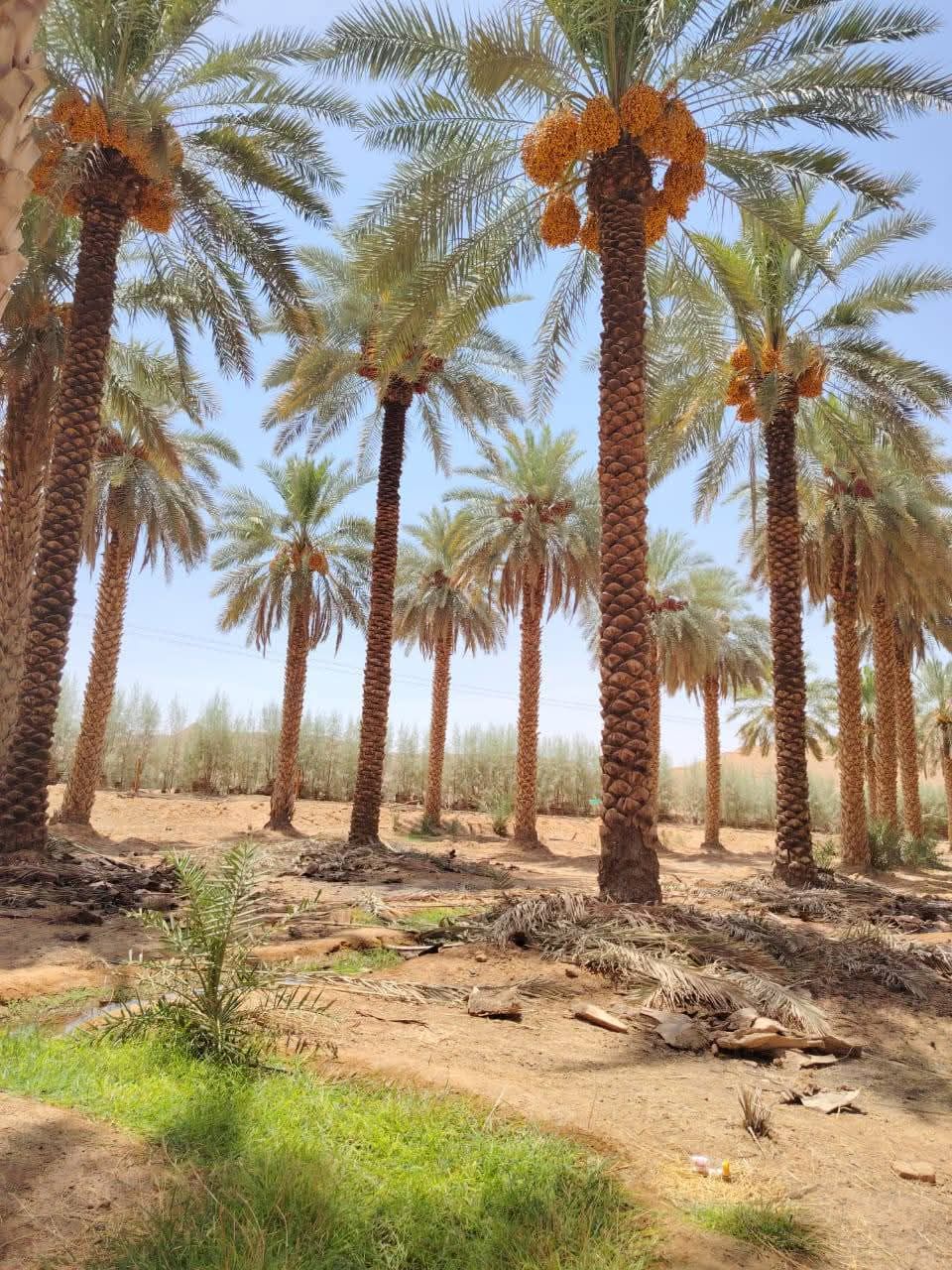 نخيل للبيع عربي مثمر وزينه واشنطني امريكي