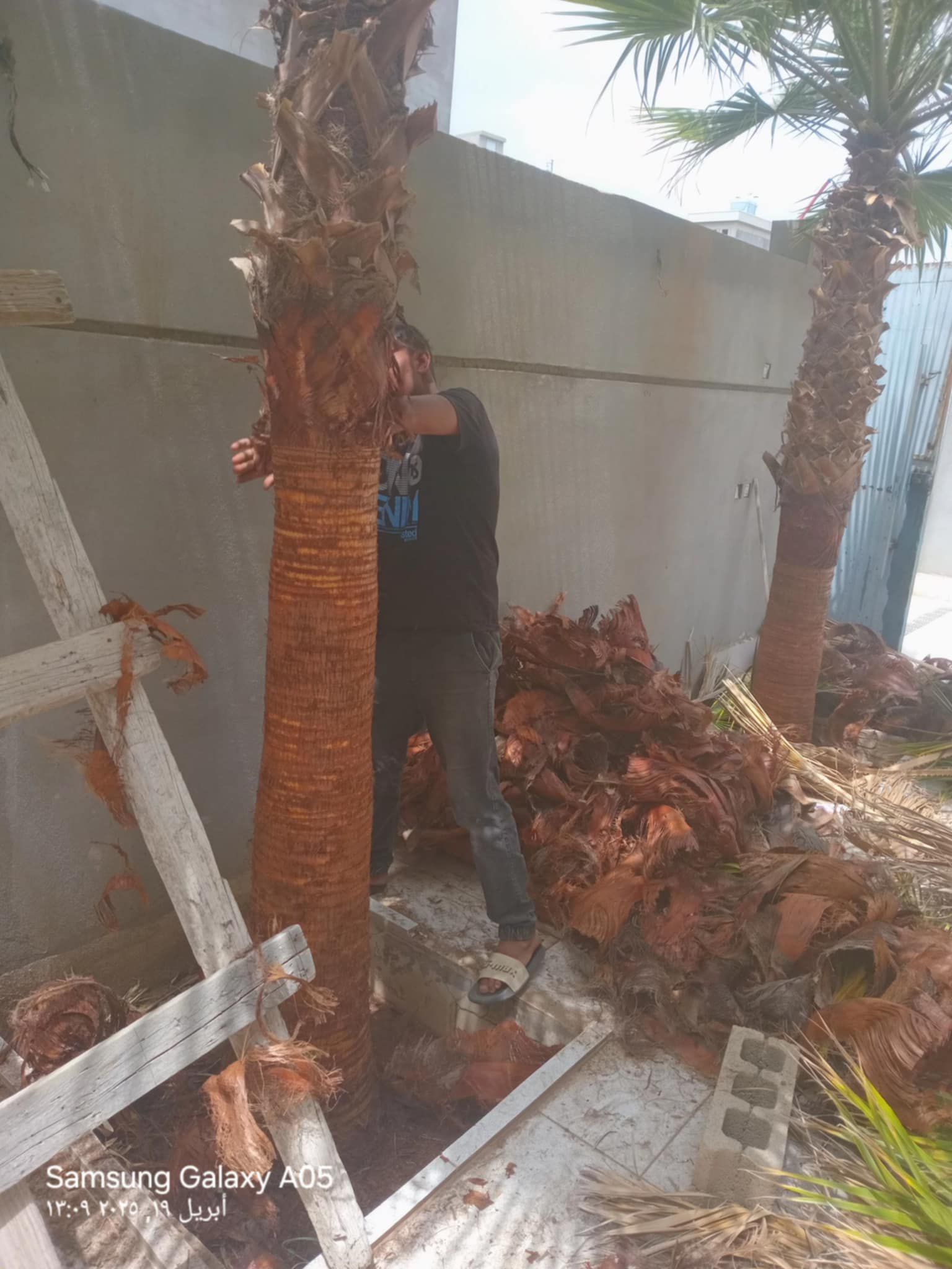 تكريب النخل والوشنطون