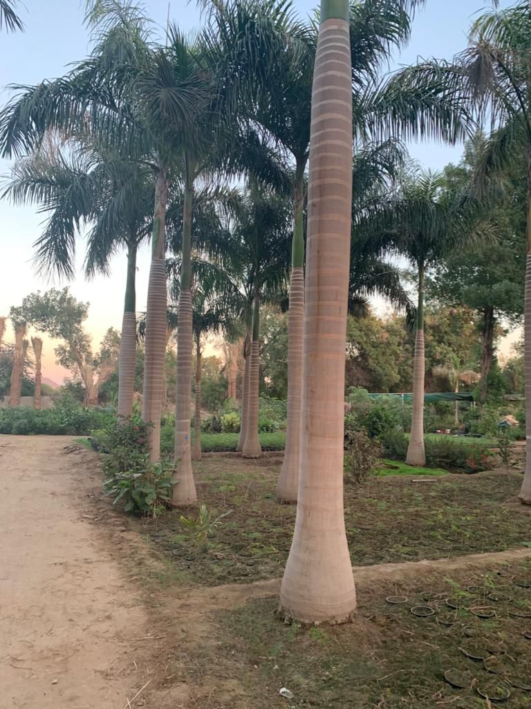 نخيل للبيع عربي مثمر وزينه واشنطني