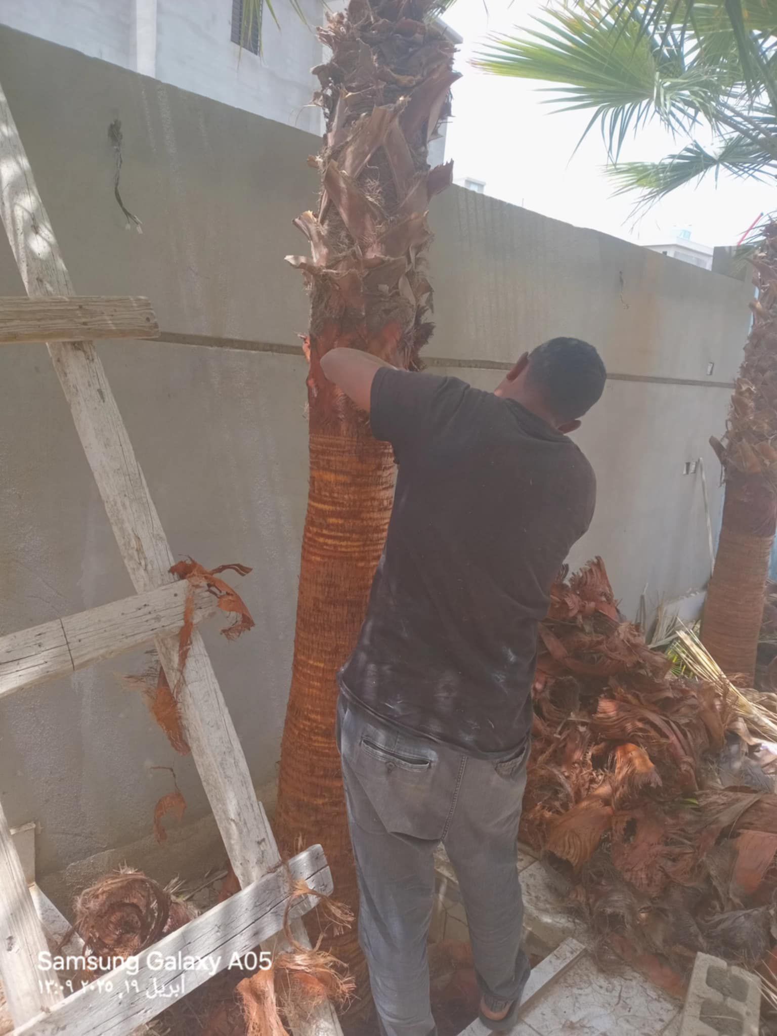 تكريب النخل والوشنطون