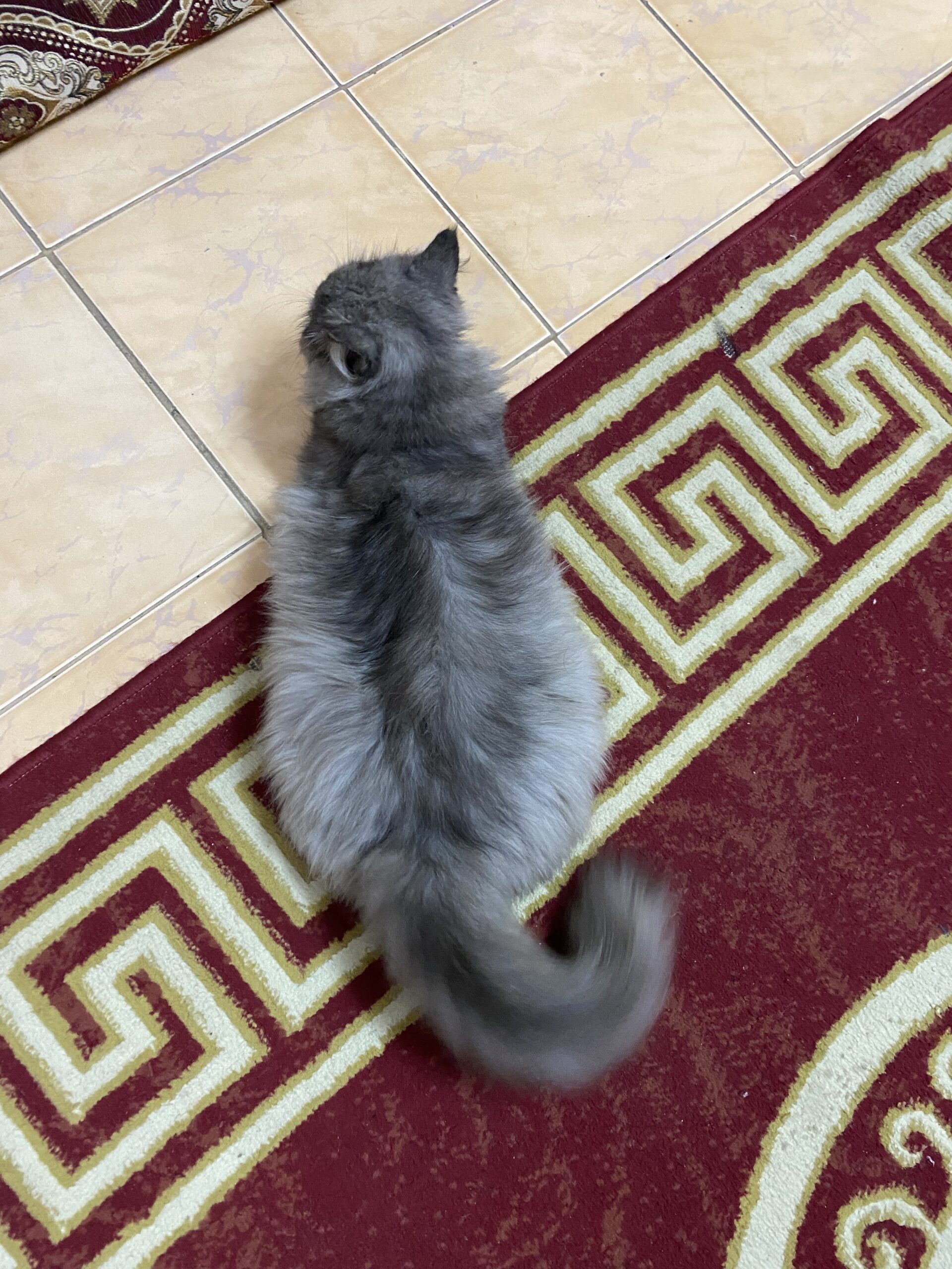 للبيع شرازي