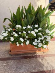 1867c538-254e-42aa-a0a7-08de3278a5da