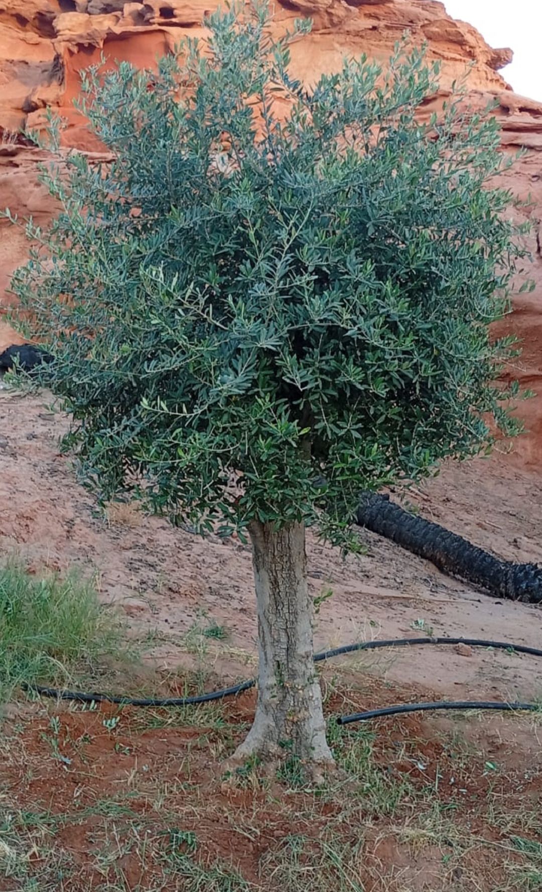 زراعة أشجار الزيتون النخيل ترمناليا اشجار زيتون مع