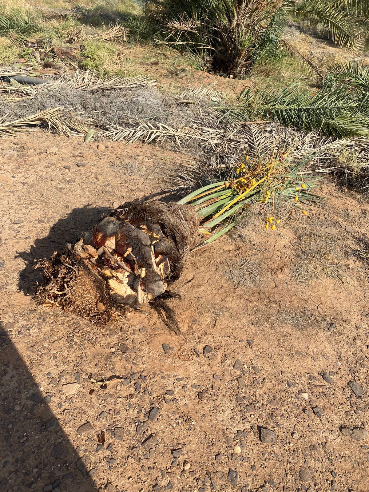 يوجد لدينا جميع انواع النخيل البيع