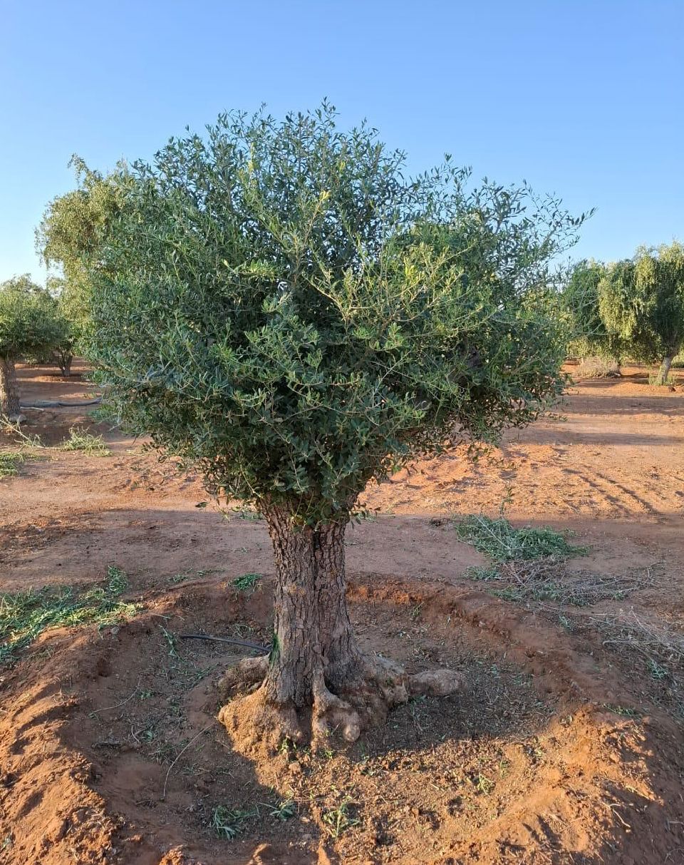 زراعة أشجار الزيتون النخيل ترمناليا اشجار زيتون مع