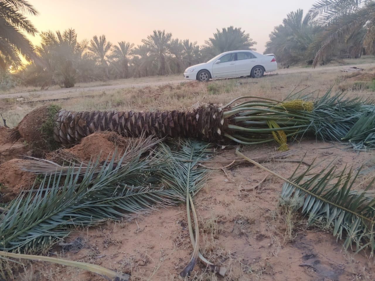 يوجد لدينا جميع انواع النخيل البيع