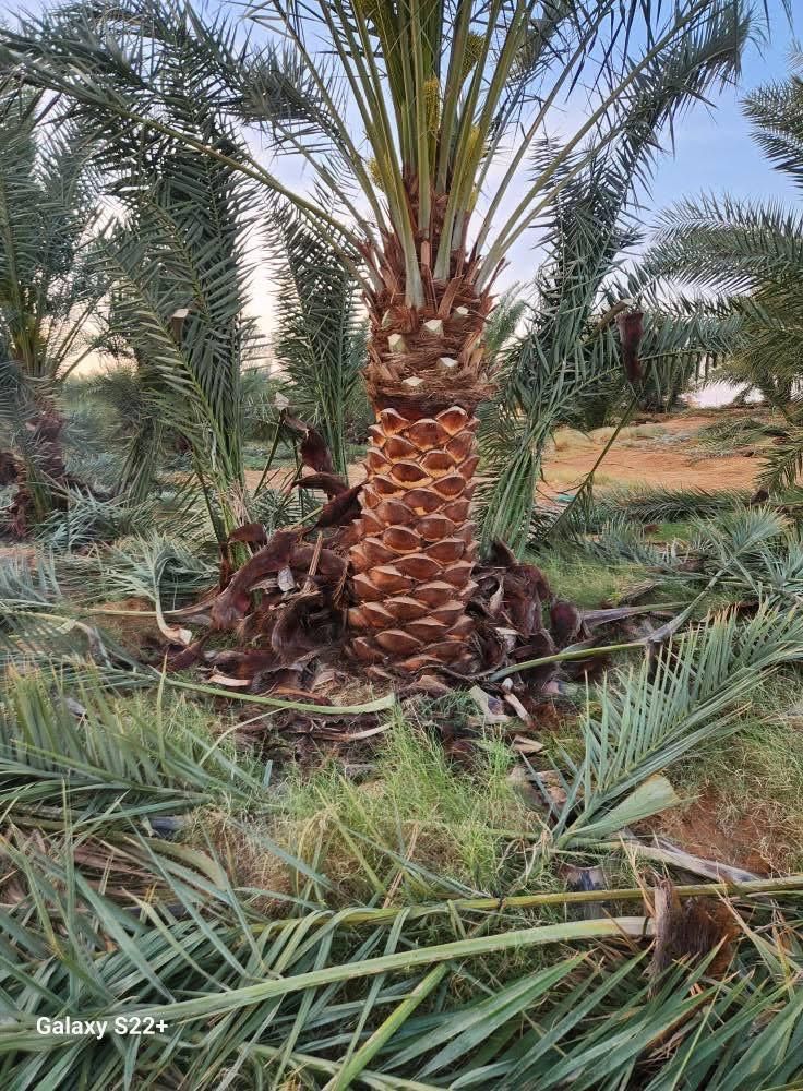 يوجد لدينا جميع انواع النخيل البيع