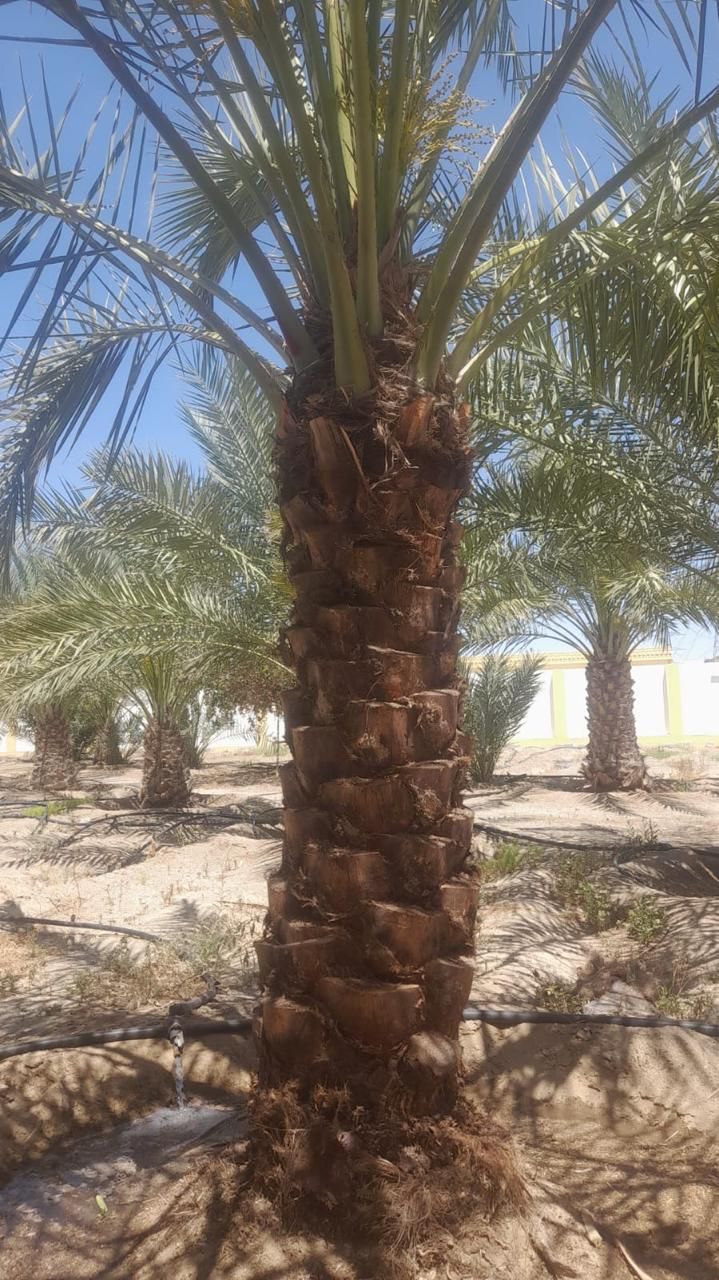 يوجد لدينا جميع انواع النخيل البيع